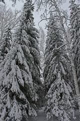 Beautiful snowy forest cold winter in December