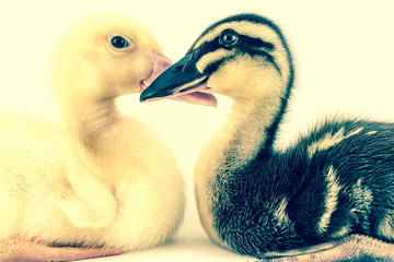 American Pekin Duckling