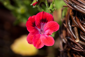 Obraz premium geranium