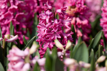  hyacinth