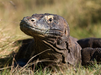 Portrait of a Komodo Dragon. Close-up. Indonesia. Komodo National Park. An excellent illustration.