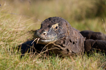 Portrait of a Komodo Dragon. Close-up. Indonesia. Komodo National Park. An excellent illustration.