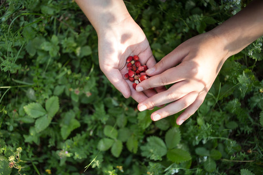 wild strawberries in hand under the tap green nature background