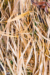 Dry grass