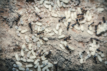 Red Ants Eggs