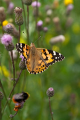 colorful butterfly on the flowers in the grass