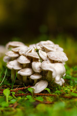 Mushrooms in the forest
