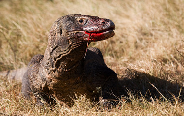 Komodo dragon is on the ground. Interesting perspective. The low point shooting. Indonesia. Komodo National Park. An excellent illustration.