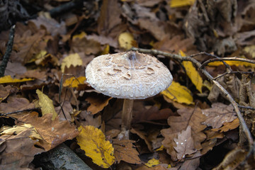 Parasol mushroom in the autumns forest, Open parasol mushroom,  eatable mushrooms, Eatable Parasol...