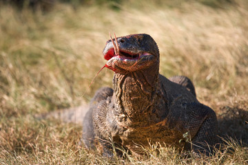 Komodo dragon is on the ground. Interesting perspective. The low point shooting. Indonesia. Komodo National Park. An excellent illustration.