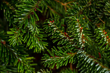 Pine branches
