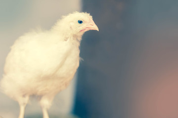 Adolescent Chicken