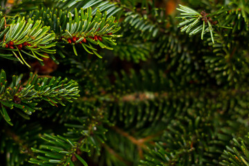 Pine branches