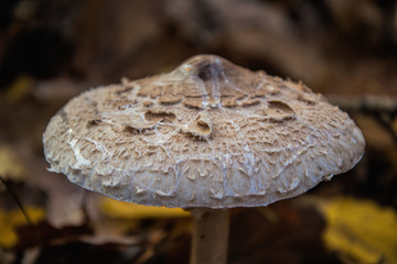 Parasol mushroom in the autumns forest, Open parasol mushroom,  eatable mushrooms, Eatable Parasol mushroom at fall, Autumn mashrooms