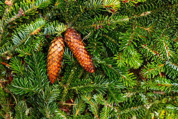 Christmas Cones