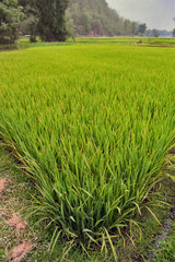 Obraz premium Paysage de rizières