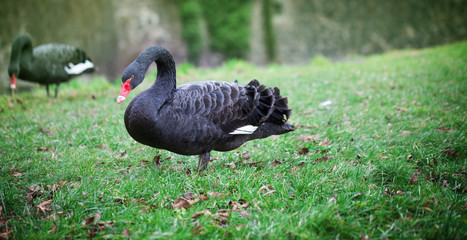 Trauerschwan, Schwarzschwan 