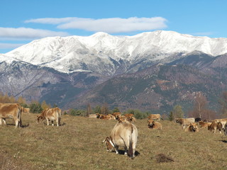 Fototapeta na wymiar massif du Canigou - France Pyrénées Orientales) depuis le col d'Ares