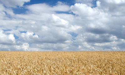 Wheat field landscape