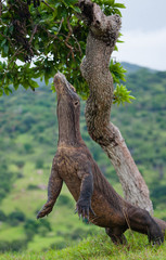 Komodo dragon is standing upright on their hind legs. Interesting perspective. The low point shooting. Indonesia. Komodo National Park. An excellent illustration.