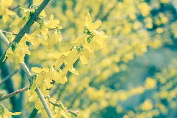 Closeup Forsythia Flowers