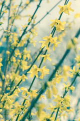 Closeup Forsythia Flowers
