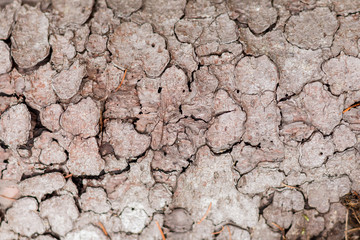 Dry bark