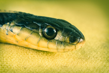 Eastern Garter Snake