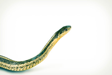 Eastern Garter Snake