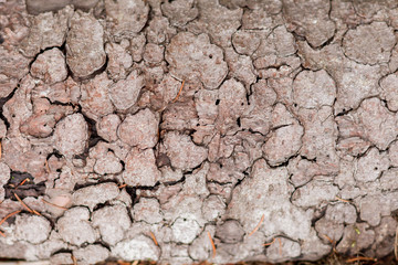 Dry bark