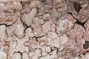Dry bark