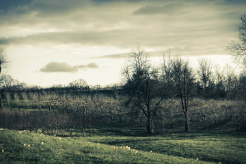 Apple Orchard Spring