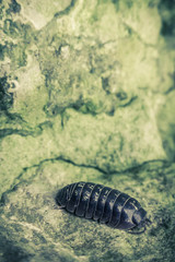 Armadillidiidae Pill Bug