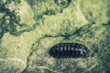 Armadillidiidae Pill Bug