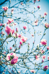 Fototapeta premium Magnolia Tulip Tree