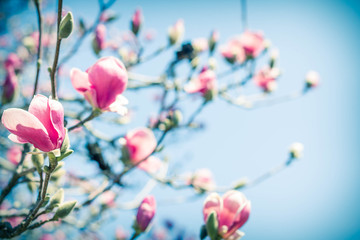 Fototapeta premium Magnolia Tulip Tree