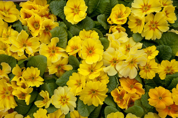 primrose