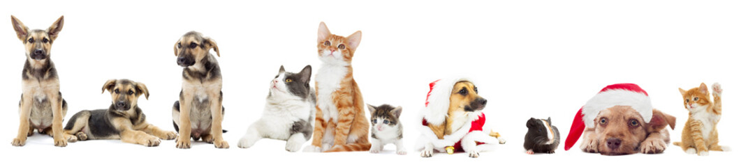 Obraz premium set of animals