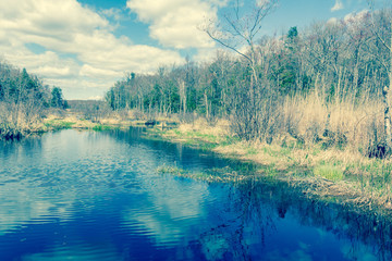 Springtime Swamp Afternoon