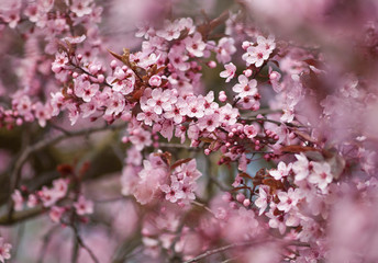Red Plum Blossoms　