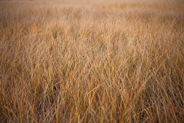 Sea Wheat during a Windy Autumn Day