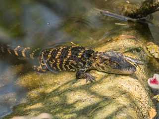 Baby American Alligator