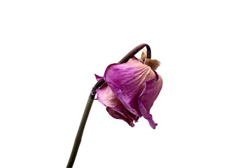 Faded pink rose bow her head