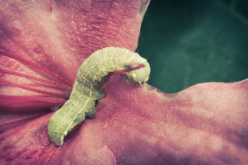 Green Oak Caterpillar