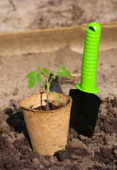 The peat pot with young plant on the ground