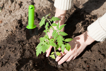 Planting a tomato seedling in the soil