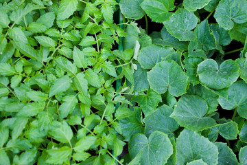 Background of the seedling tomatoes and cucumbers