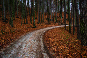 autumn forest, forest road, Fall path in forest with leafs,road passing through the forest, Park path in forest, Fall road in the park