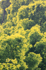 Fototapeta premium Green Maple Tree Leaves