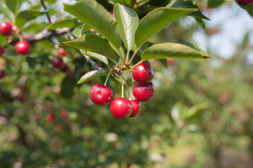 cherry 12